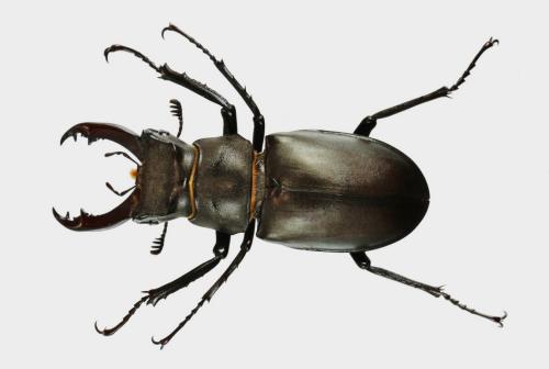 Réf. 192 471 : Lucanus cervus